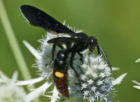 Scolia dubia Scolia dubia